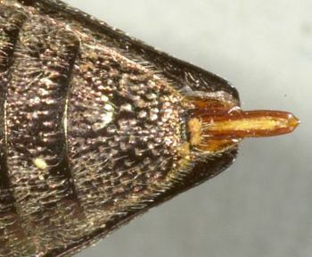 Media type: image;   Entomology 2664 Aspect: anal sclerite